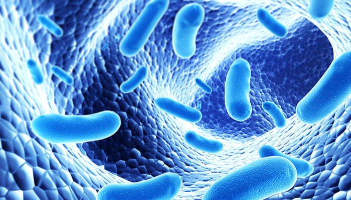 Bakteret janë zakonisht një mikrometra pak në gjatësi, bakteret kanë një gamë të gjerë të formave, të cilat janë: koke, cilindrike, spirale.