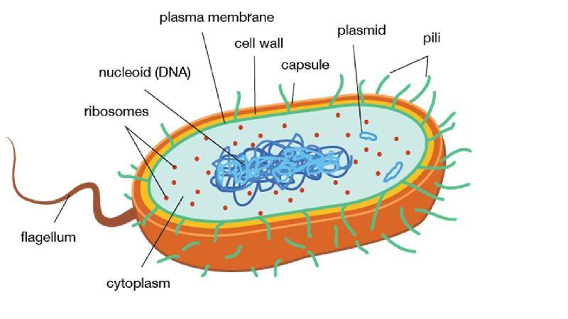 Qeliza bakteriale sht e tipit prokariot q do t thot nuk ka brtham t diferencuar nga citoplazma dhe se i mungojn organelet tipike qelizore.