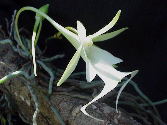 Orkidea Fantazme