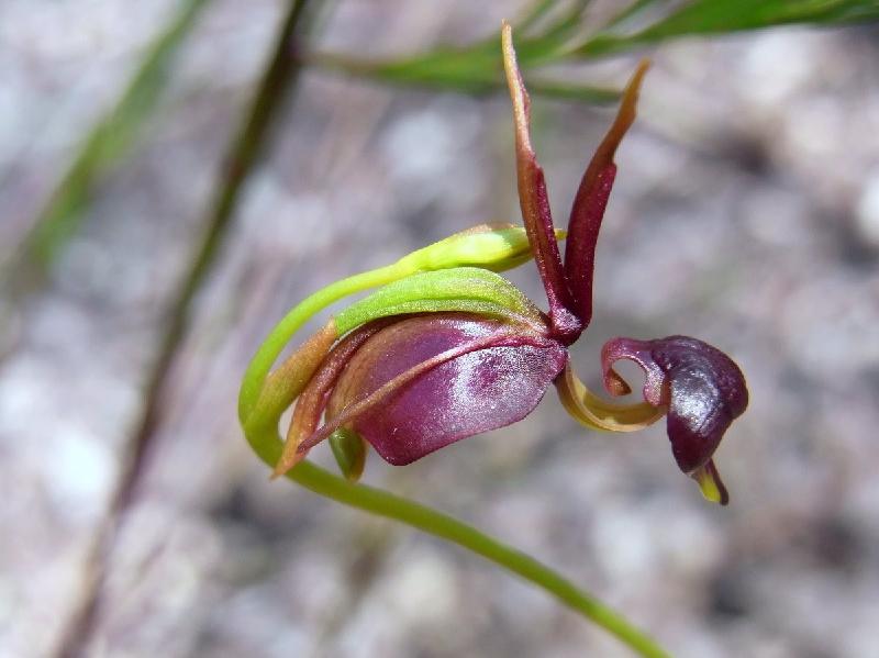 Rosa Fluturuese