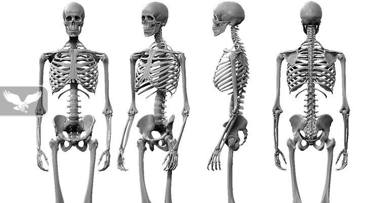Skeleti i njeriut