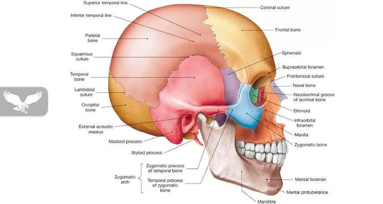 Anatomia e kokës