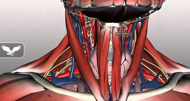 Anatomia e qafs