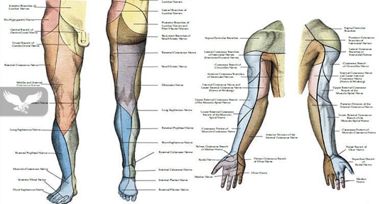 Anatomia e ekstremiteteve