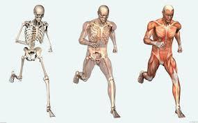 Trupi i njeriut është një mister prej të cilit është zbuluar shumë pak.