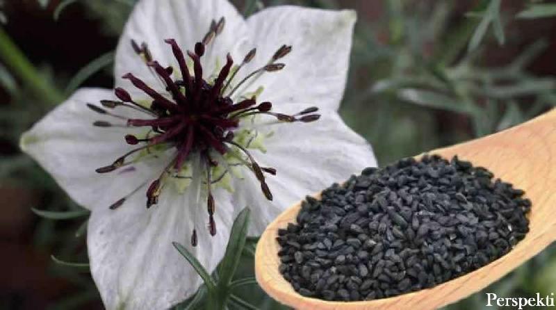 Nigella Sativa - Kura pr gjithka prve vdekjes!