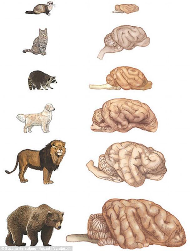 Ne termat e madhsis s trurit u gjet q kafsha m inteligjente sht rakoni.