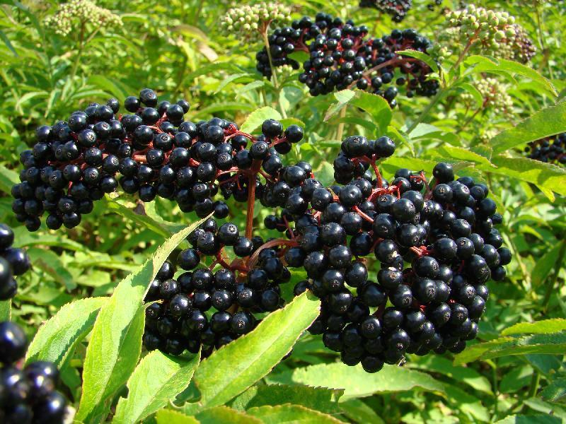 Fruti i egr Elderberry: Kura natyrale pr ftohjen gripin dhe alergjin.