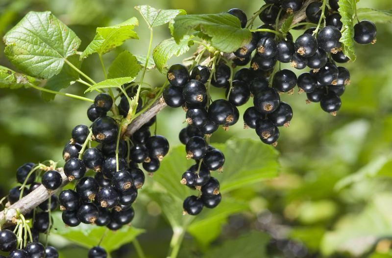 Rrushi i zi pa fara sht nj antioksidant i shklqyer natyral.