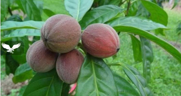 Fruti q vret 70% t qelizave kancerogjene