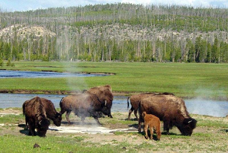 Parku Kombtar i Bizonve, Yellowstone, Wyoming