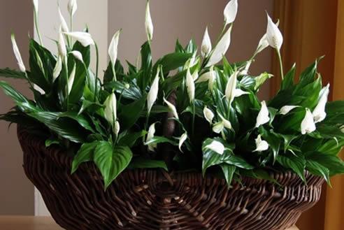 Spathiphyllum, lule per koridorin