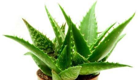 Aloe Vera