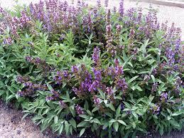 Lulja me emrin shkencor Salvia Officinalis.